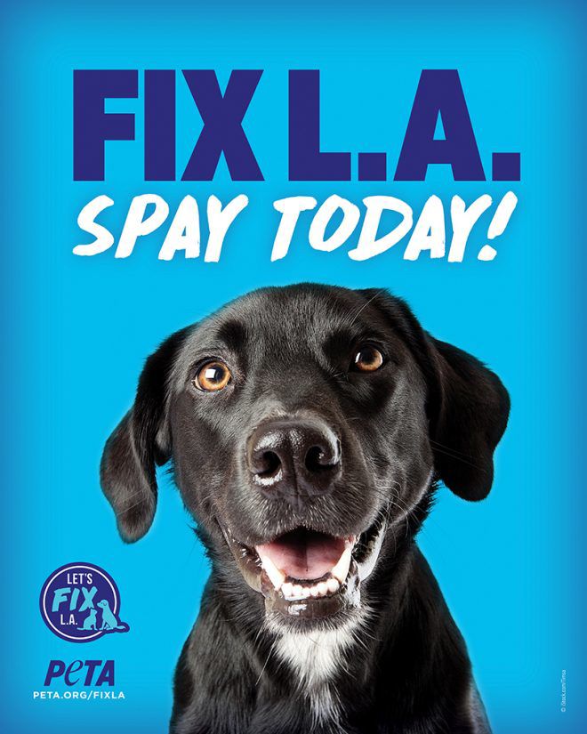 Fix LA Spay Today flyer